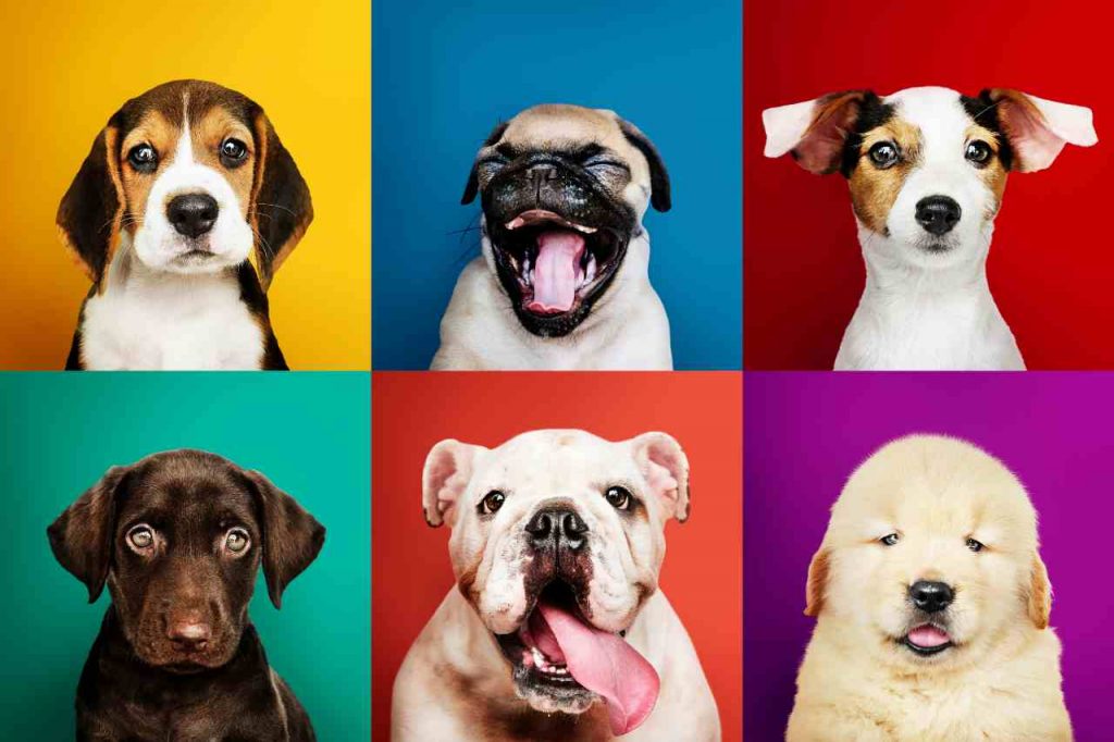 Le razze canine più intelligenti Ecco quali sono con alcune sorprese